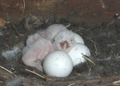 Barn owl eggs and chicks